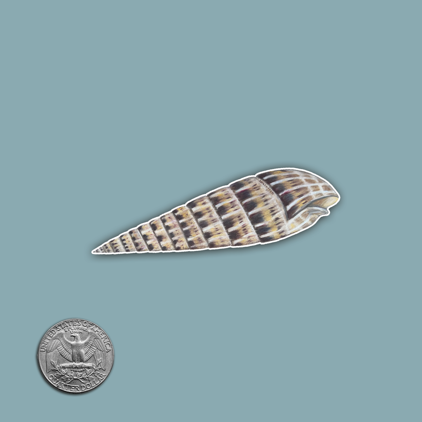 Marlin Spike Auger Shell