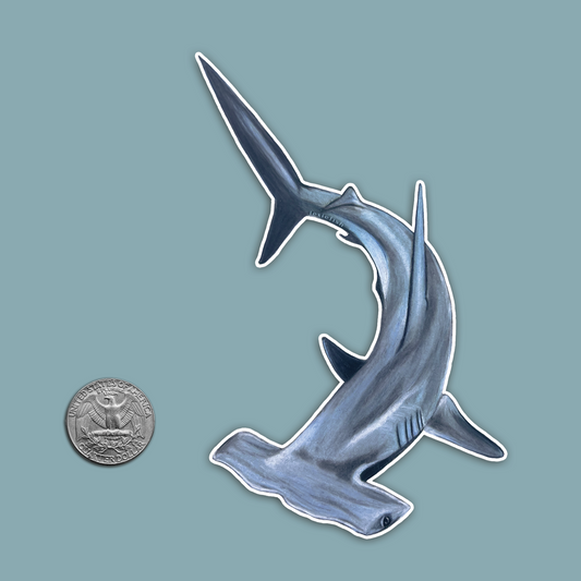 Hammerhead Shark