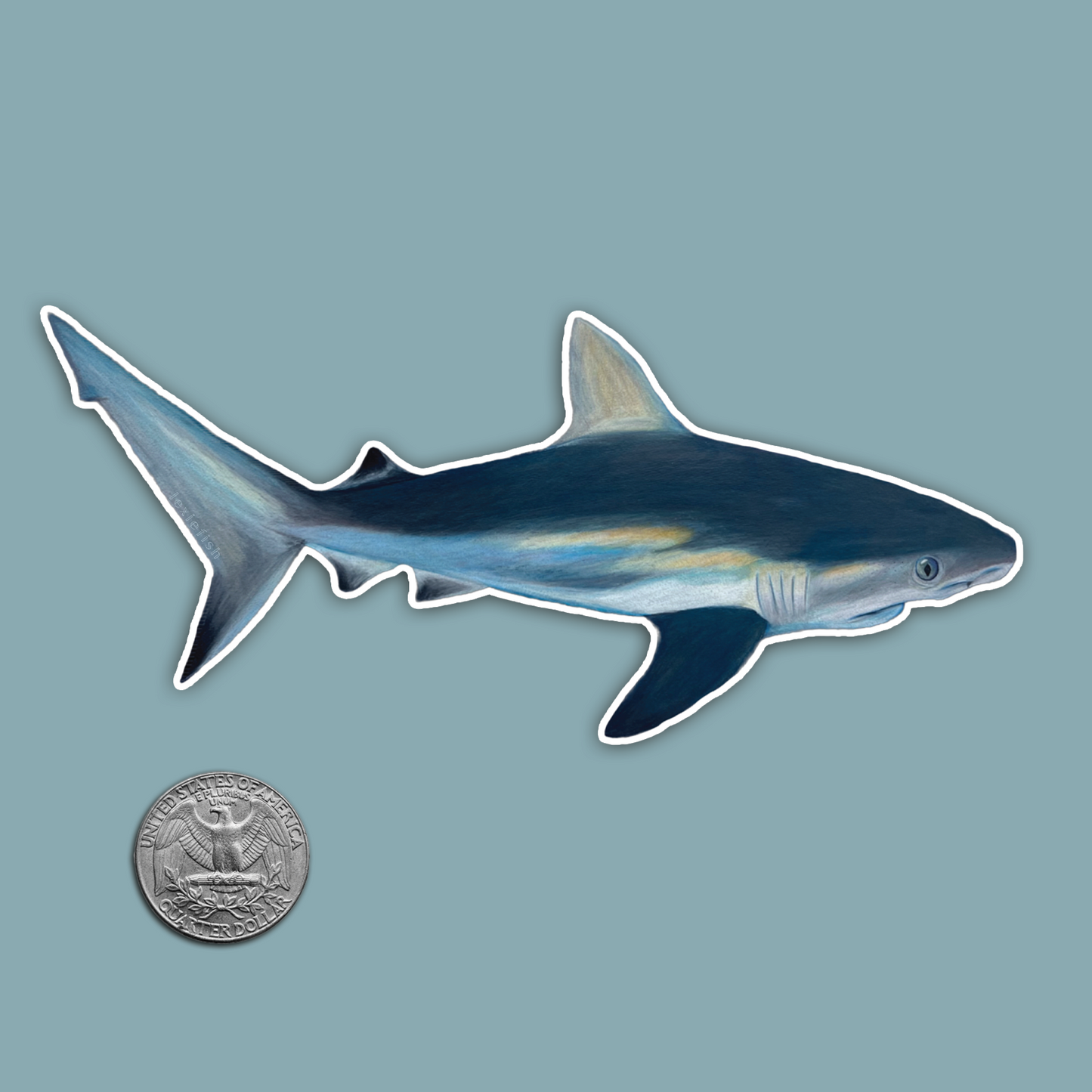 Reef Shark