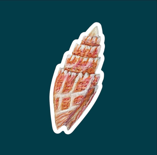 Pontifical Miter Shell