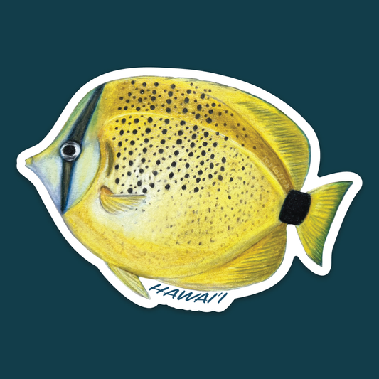 Milletseed Butterflyfish (Hawai’i)
