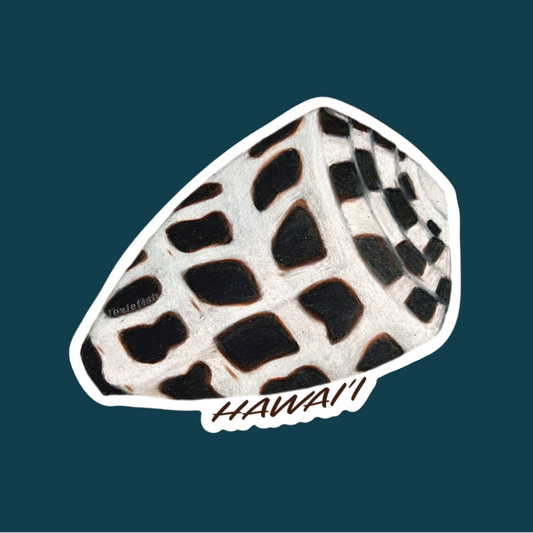 Hebrew Cone Shell