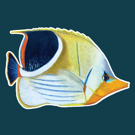 Saddleback Butterflyfish