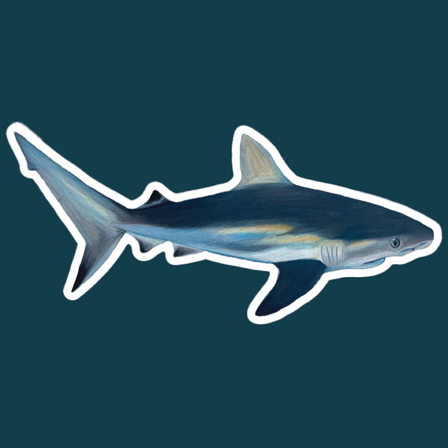 Reef Shark