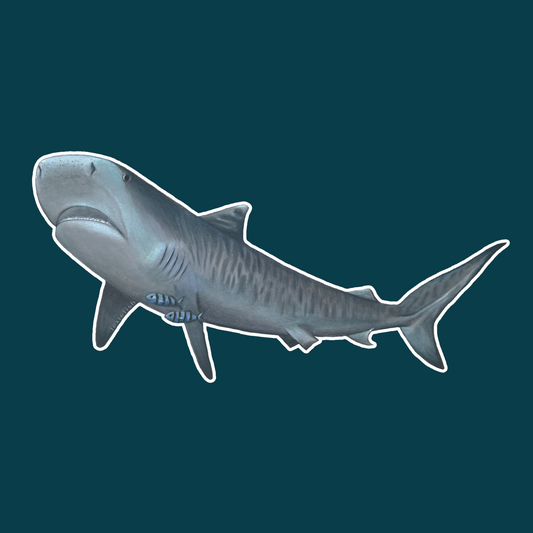 Tiger Shark
