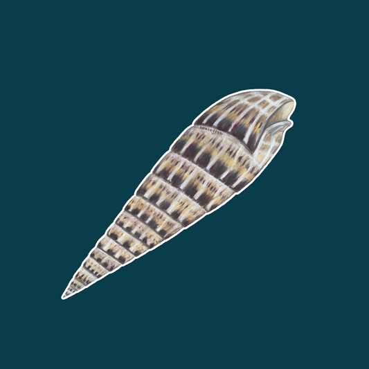 Marlin Spike Auger Shell