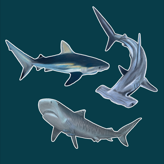 School of Sharks