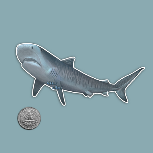 Tiger Shark